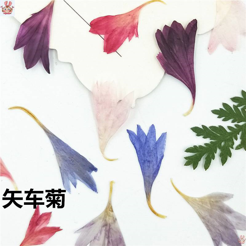 Resin Art Baby - 20 échantillons de pétales de fleur