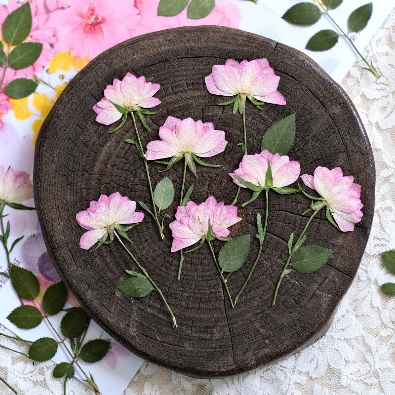12 pièces, fleurs séchées pres - Resin Art Baby avis et prix
